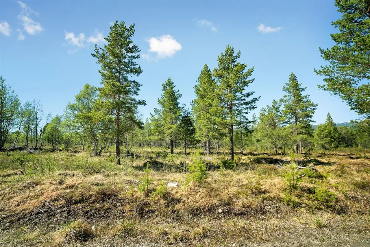 Hyttetomt på 1 387 m² i Hånesåsen — ca. 10 km fra Røros